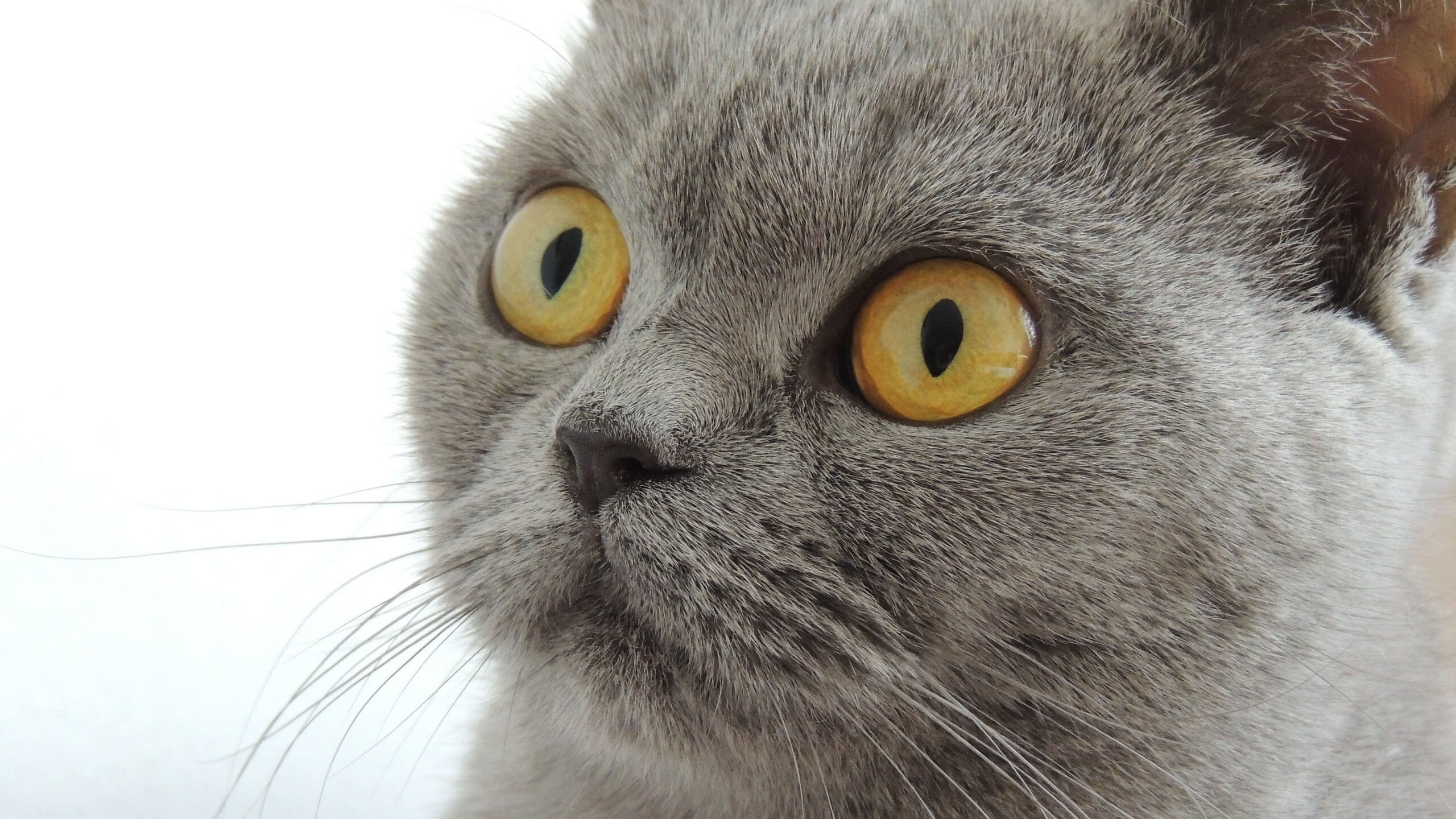 当巴萨的红蓝风暴遭遇郁金香防线，萨拉赫如何用金字塔尖的技艺统治一场国家级鏖战