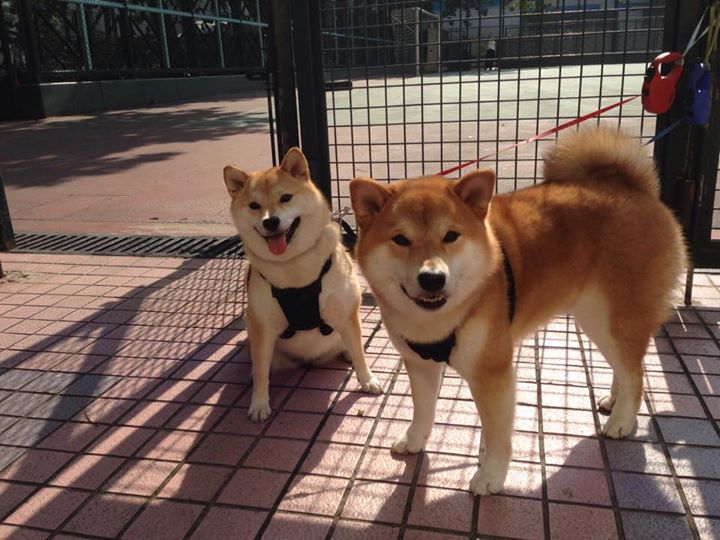 欧冠夜米兰风暴!卡塞米罗绝杀助红黑军团横扫勒沃库森