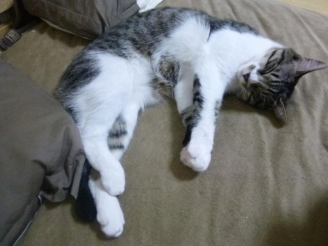 活塞映照下的新星法则，英格拉姆的舞台从不设限