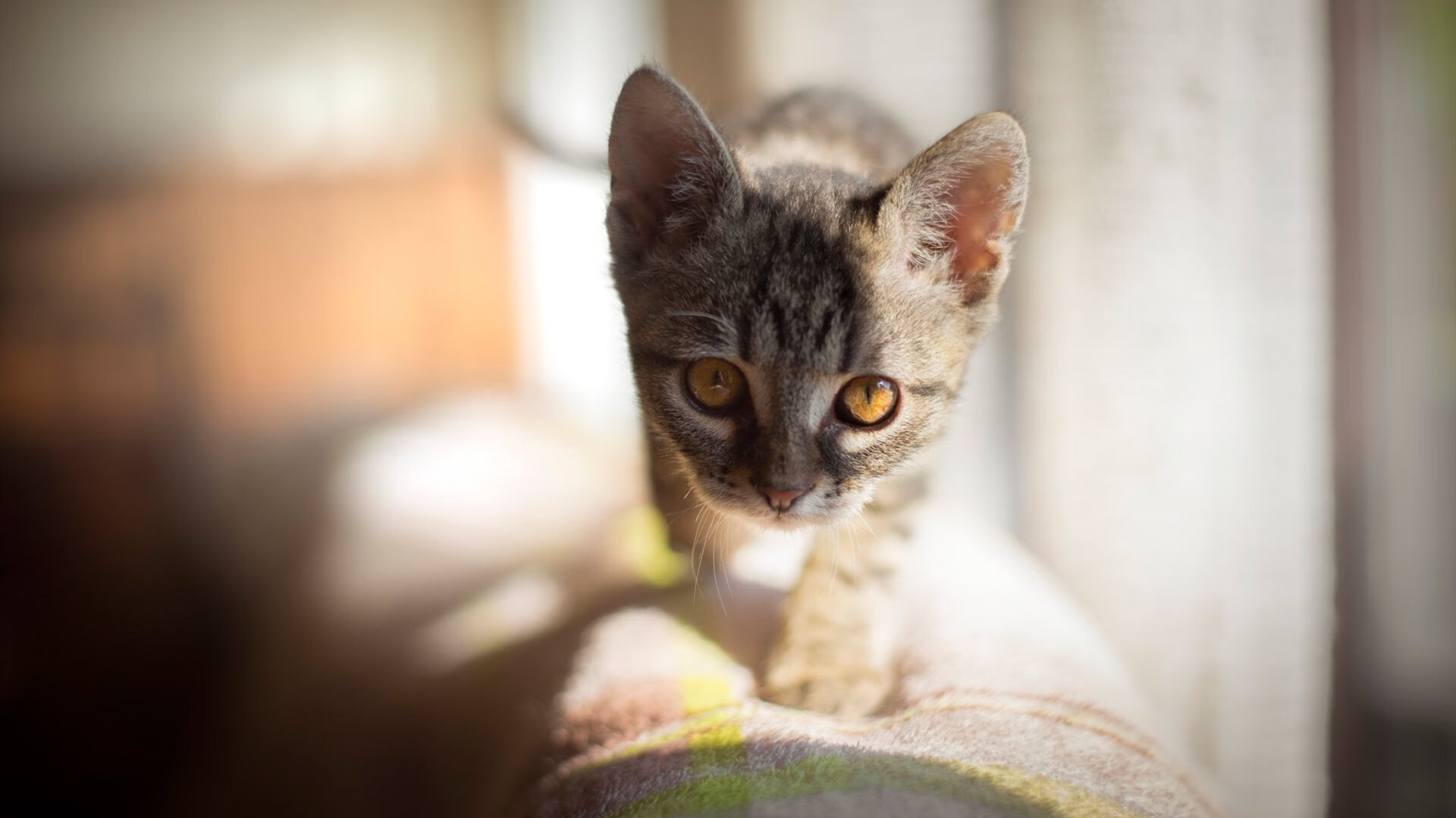 长城坍塌夜，当切特的银色风暴席卷五棵松