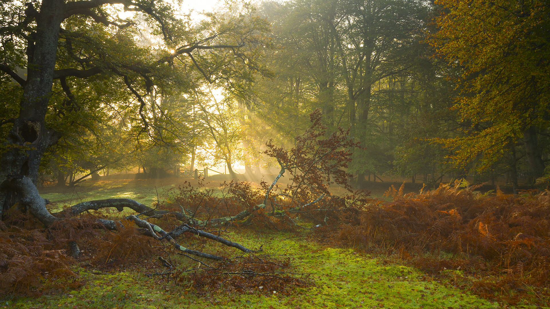 龙吟波特兰，莫兰特末节神迹铸就跨洋逆转，开拓者绝境翻盘浙江队