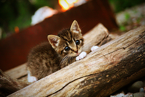 排名是数字，一击是永恒，伦纳德的撕裂黑夜之手