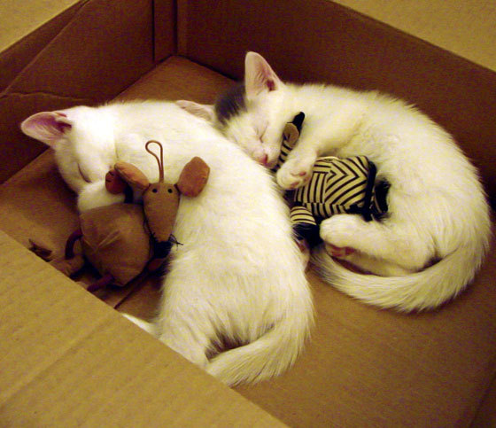 绝对爆冷!黄金左手阿劳霍三扑点球,沙特正面击溃西班牙