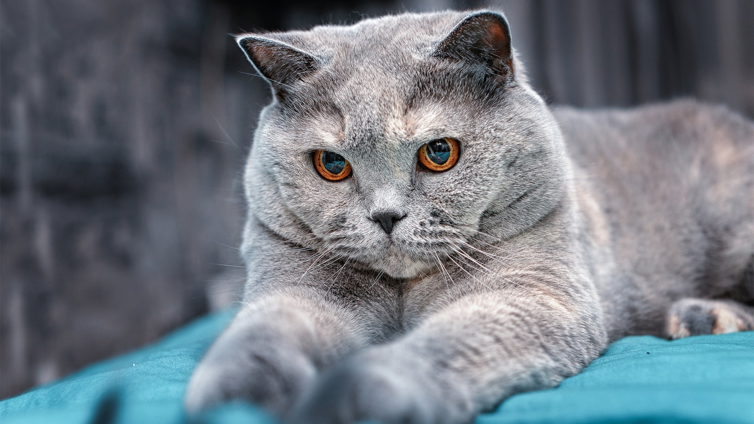 双星辉映,莫德里奇的乐章与塞内加尔的棋局