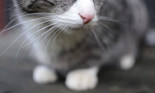 皮克爆发！美国生死战取胜阿尔及利亚—一个本不该出现的名字如何定义传奇