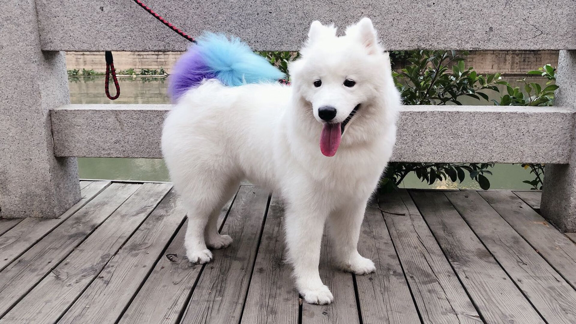 荷兰风暴摧毁苏格兰堡垒,世界杯赛场的残酷美学