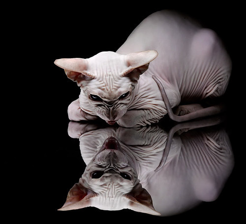 加拿大资本收割曼联,基耶萨2026世界杯接管比赛,足球世界的双重变革风暴