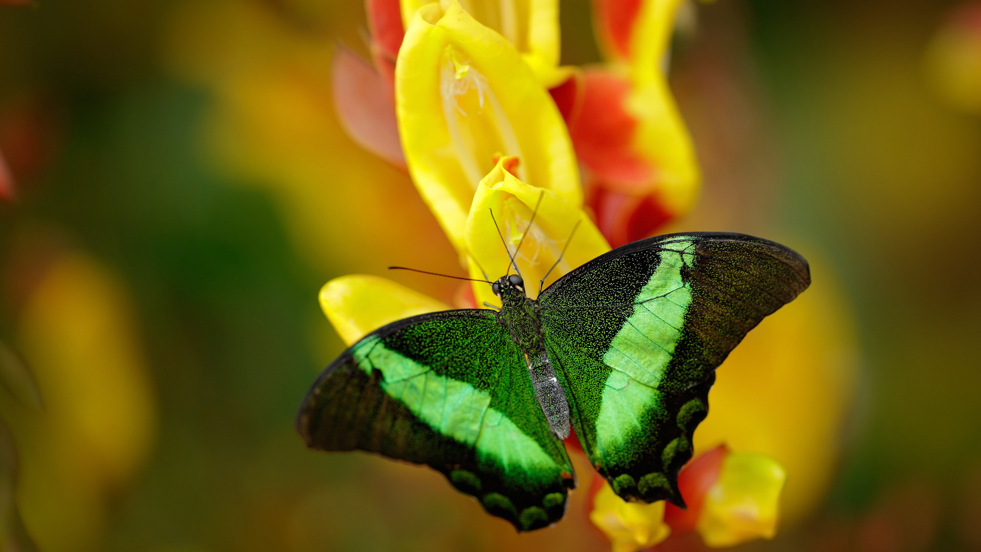 铁壁之下，关键先生觉醒，雷霆封锁活塞，范弗利特导演逆转好戏