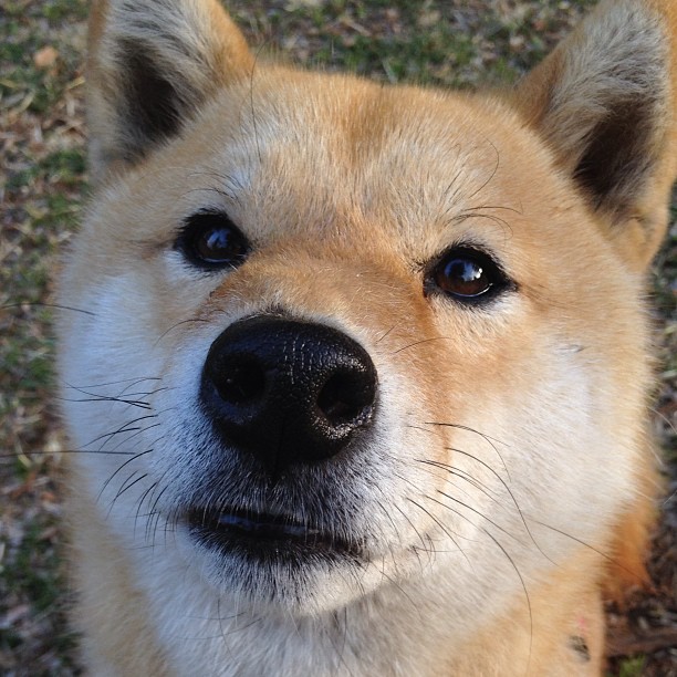 铁蹄下的安纳托利亚回声，劳塔罗节奏与利物浦的战术远征