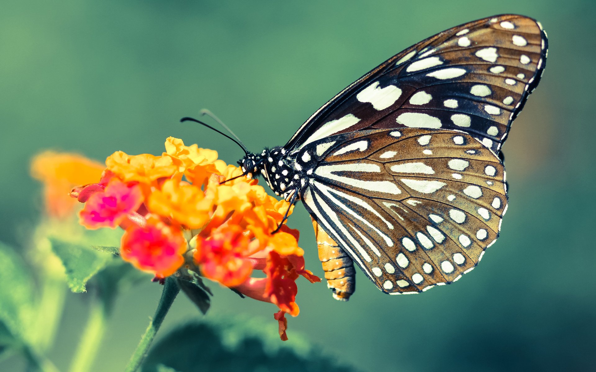 世界杯之夜，当足球烟火照亮篮球星空下的文班亚马